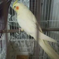 عروس هلندی