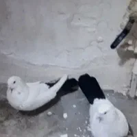 دم سیاه|پرنده|بناب, |دیوار