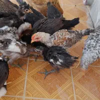 تعدادی جوجه محلی