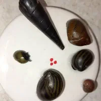 حلزون پلنت