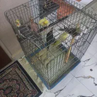 عروس هلندی