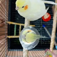 عروس هلندی سخنگو