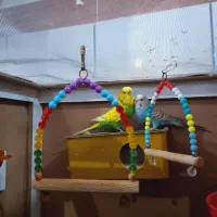 مرغ عشق انگلیسی