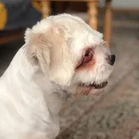 سگ ، سگ عروسکی و ناز