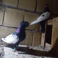 کبوترسینه سیاه