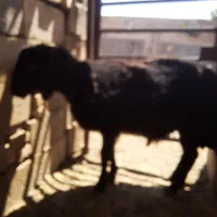 نر بره همو و هترو