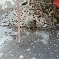مرغ محلی جوجه دار
