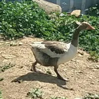 3عددغازمادر