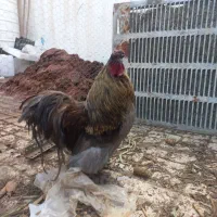 دوعددخروس کوشین خروس زیبا
