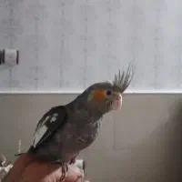 عروس هلندی نر  گل باقالی