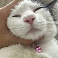 گربم گمشده|گربه|تهران, فاطمی|دیوار