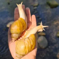 آچاتینا آلبینو و جید