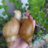 حلزو.ن(خاویار جوجه پیش مولد سوپر مولد شاه مولد)