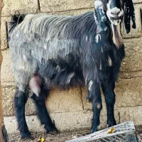 بز شیری