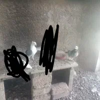 دوعدد کبوتر