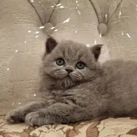 بریتیش بلو اصیل شورت هیر