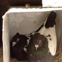 کفتر