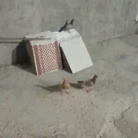 ۳کبوتر