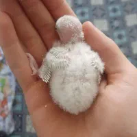 واگذاریه هرگونه پرنده