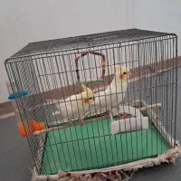 دو عدد عروس هلندی