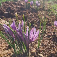 باغبانی حرفه ای