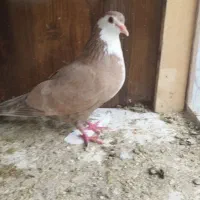 کفتر ماده