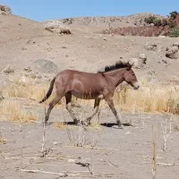 یک قاطر جوون آروم سواری ۳۰۰ کیلو بار می‌بره