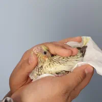 جوجه عروس هلندی سرلاکی