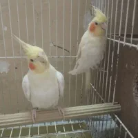 عروس هلندی مولد ، قفس