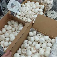 پرورش قارچ/طرح توجیهی