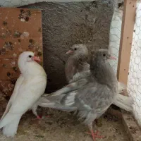 جوجه رنگه کله دم سفید.