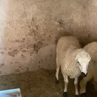 گوسفند(بره ماده داشتی رگایی)