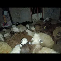 بره چاق کشتاری