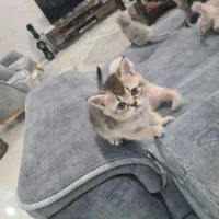 گربه|گربه|اصفهان, عسگریه|دیوار