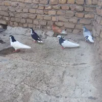 کبوترسیاه پوش