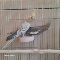 عروس هلندی