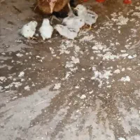 مرغ وجوجه