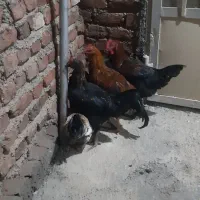 پرنده ی خانگی 5عدد خروس محلی