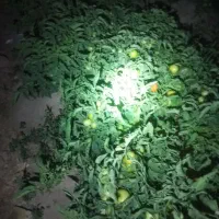 گوجه 8020 صادراتی