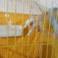 معاوضه قناری بامرغ