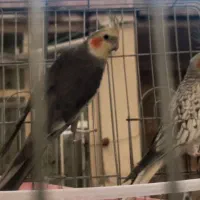 1جفت عروس هلندی نرو ماده