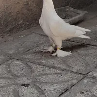 لوتی