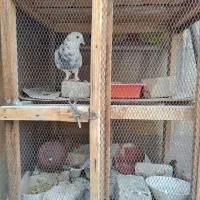 کفتر کبوتر راعبی رواعب اصل