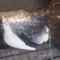 بهبونی|پرنده|شیراز, شهرک مهدی‌آباد|دیوار