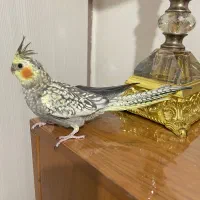عروس هلندی دوماهه