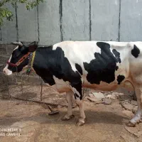 گاو گوشتی|حیوانات مزرعه|کارزان, |دیوار