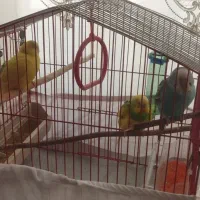 دوتا مرغ عشق نرویه دونه ماده