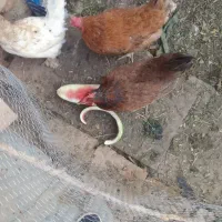 مرغ تخم گذار