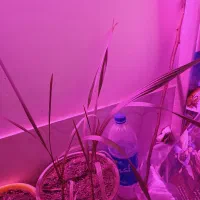 گلدان حاوی ۴ نشا نخل واشنگتن