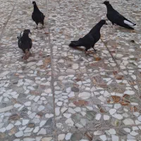 کبوتر قلاقی